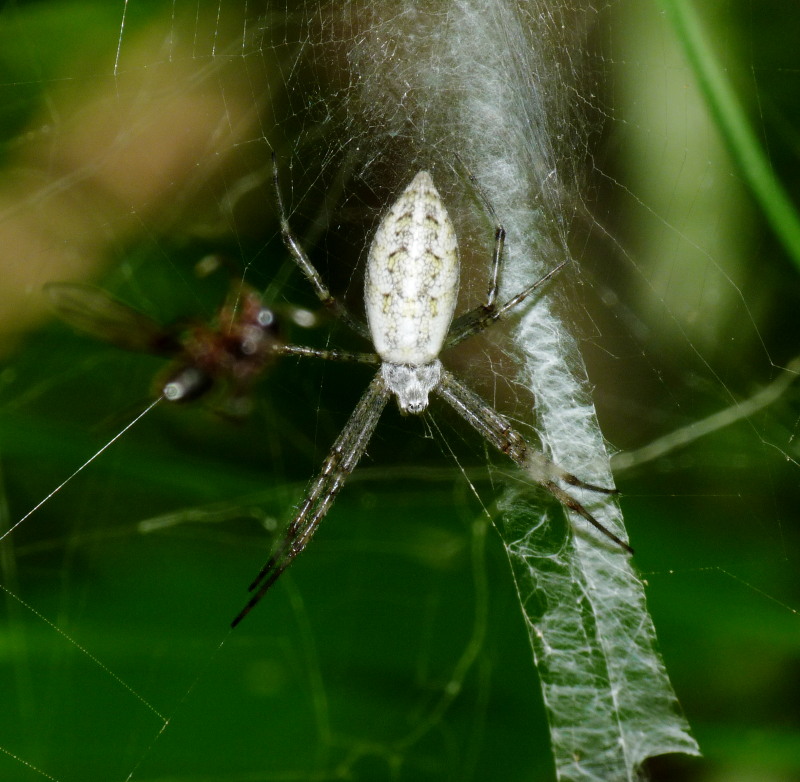 Stadi diversi di sviluppo di Argiope bruennichi